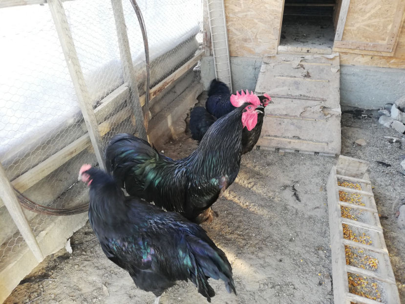  - Australorp