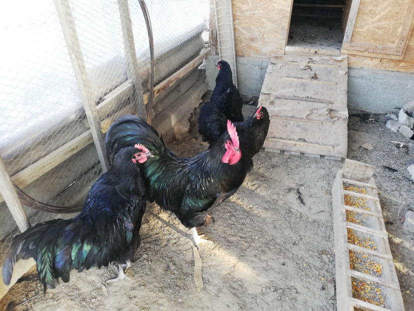  - Australorp