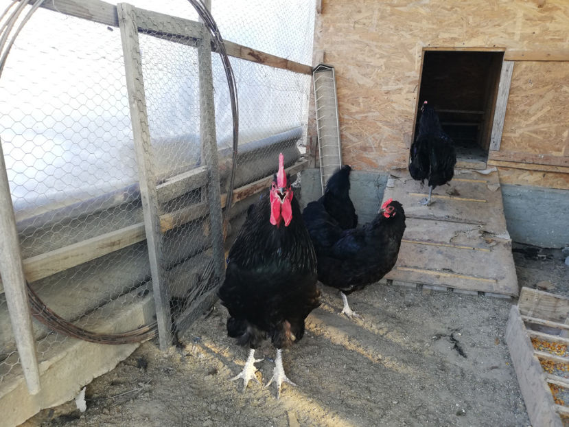  - Australorp