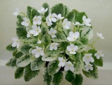 Alan-s Fallen Angel - AA Poze net