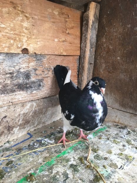 CD9E4BAF-9F23-4DBF-9AD2-5EDC9F75006C - vanduti