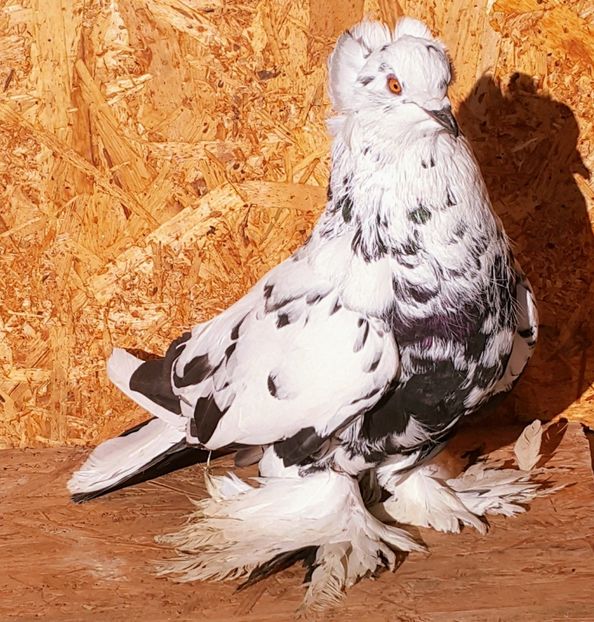  - M-Porumbei Uriași Maghiari