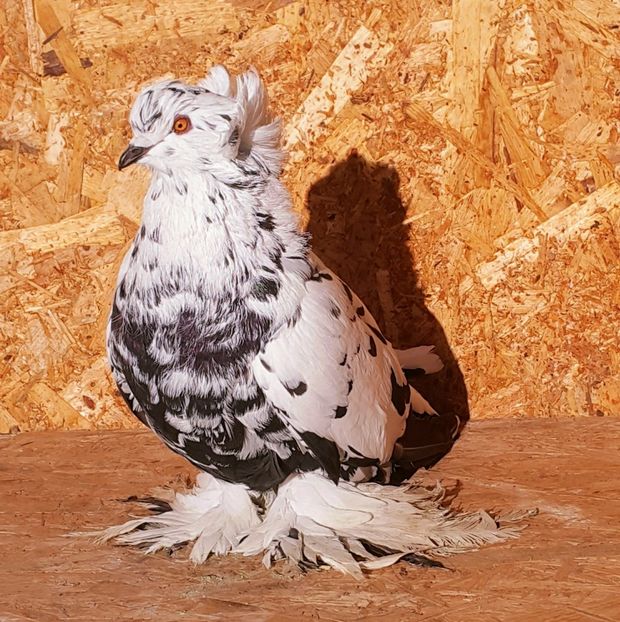  - M-Porumbei Uriași Maghiari