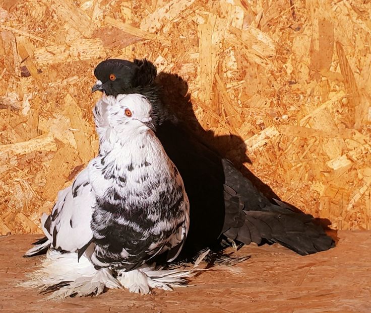  - M-Porumbei Uriași Maghiari