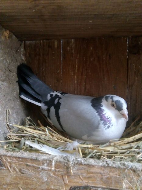  - Jucatori de galati