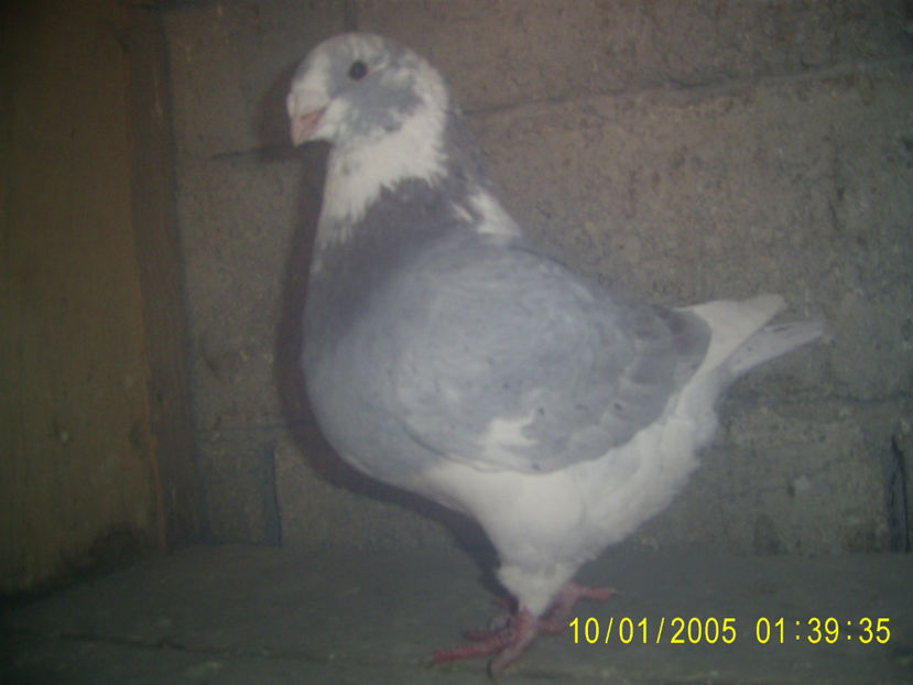 M - 2018 - americani baltati - perechi 2019