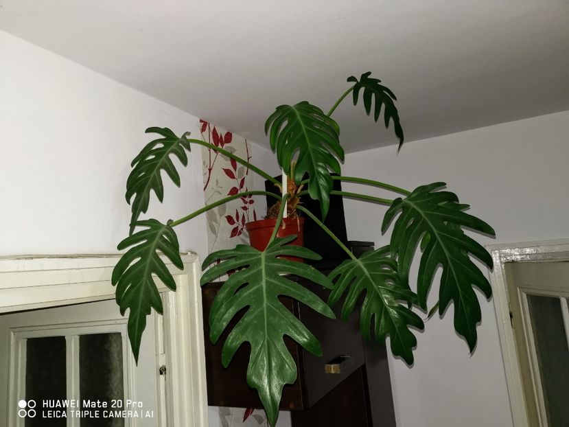 Philodendron bipinnatifidum - Philodendron