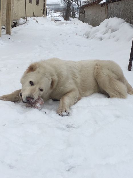 60B8CF29-C46E-4B31-AD62-84F77AAE930B - Masha