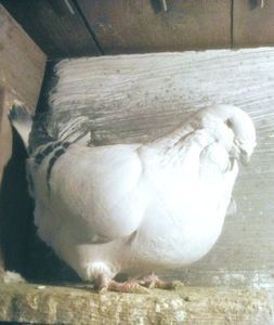 111761957_GKHPOSS3 - FALDURIAN- M2017