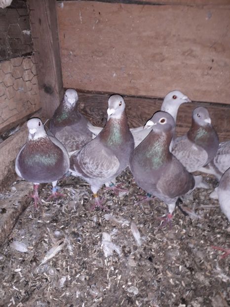  - PORUMBEI BRICOUX 2019