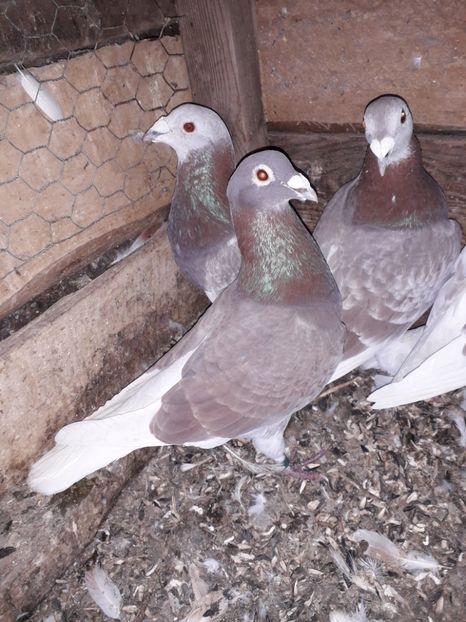  - PORUMBEI BRICOUX 2019