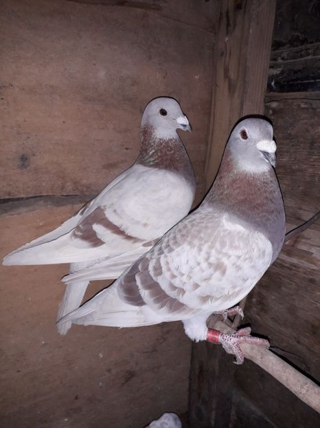  - PORUMBEI BRICOUX 2019