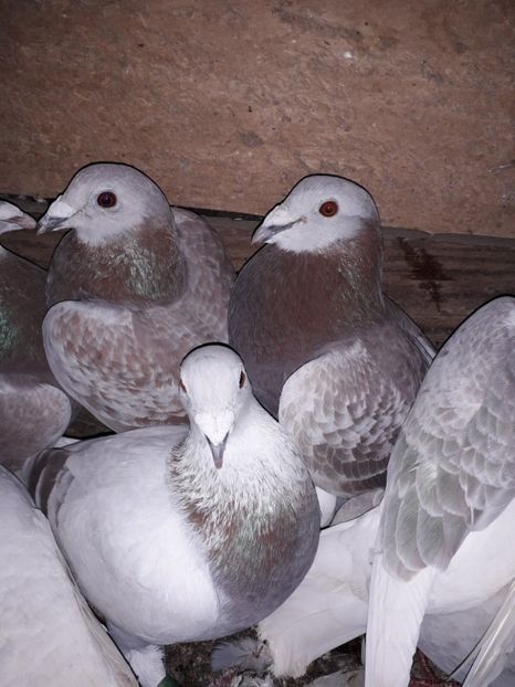  - PORUMBEI BRICOUX 2019