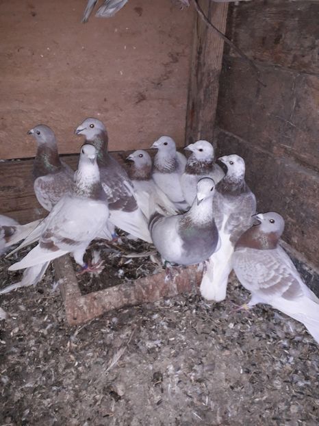  - PORUMBEI BRICOUX 2019