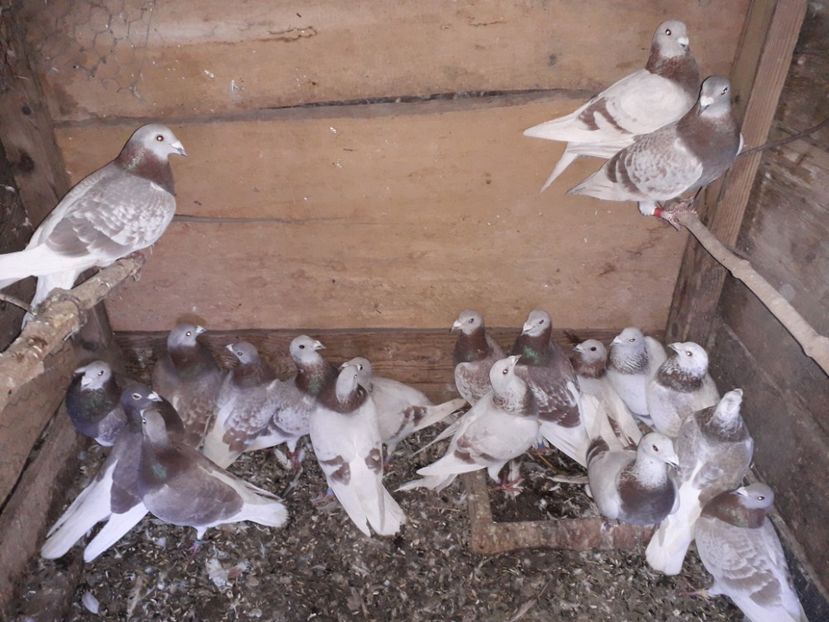  - PORUMBEI BRICOUX 2019