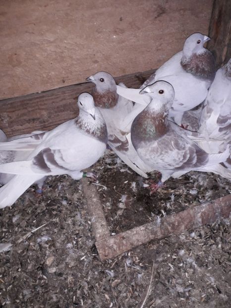  - PORUMBEI BRICOUX 2019