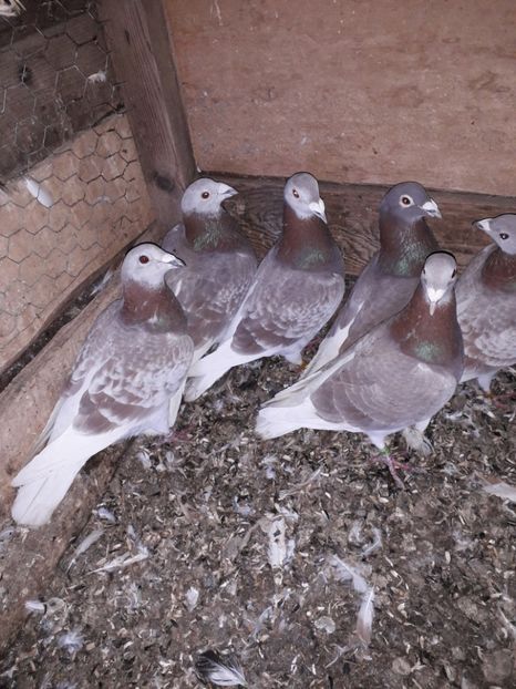  - PORUMBEI BRICOUX 2019