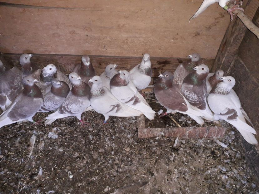  - PORUMBEI BRICOUX 2019