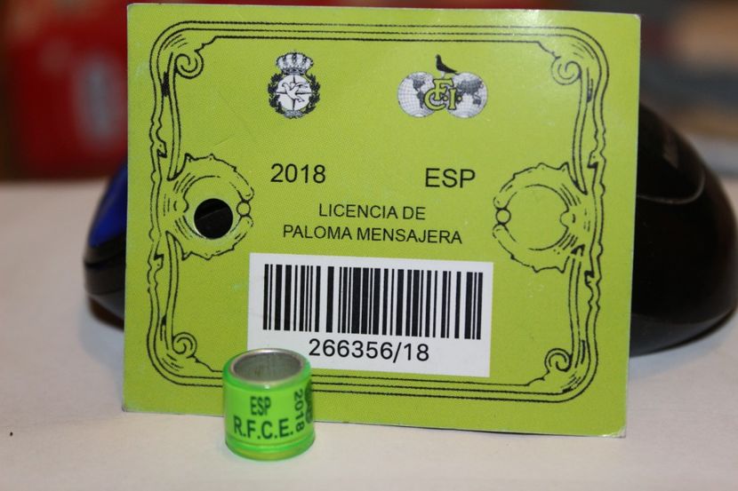 ESP 2O18 R.F.C.E. - SPANIA