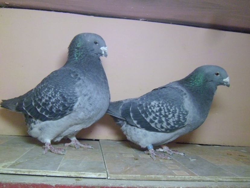 P1130837 - PENTRU 2019