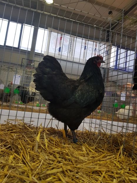  - Fam Australop 2019