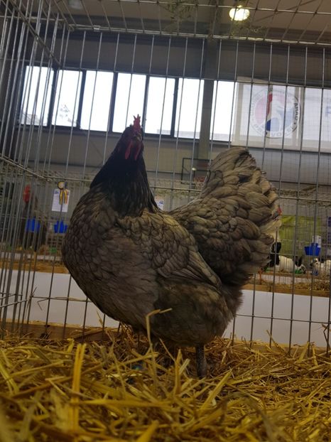  - Fam Australop 2019