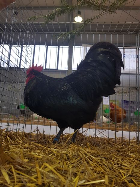  - Fam Australop 2019