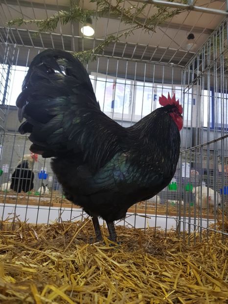  - Fam Australop 2019