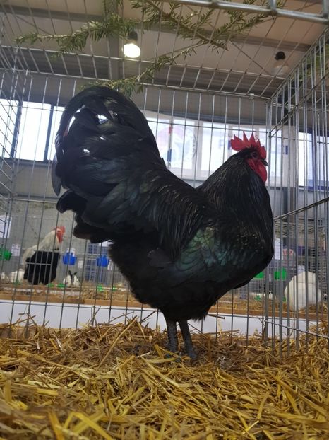  - Fam Australop 2019