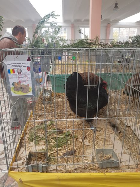  - Fam Australop 2019