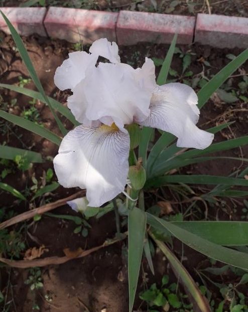Iris alb - Gradina 2018