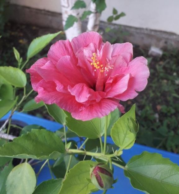 Hibiscus roz - Gradina 2018