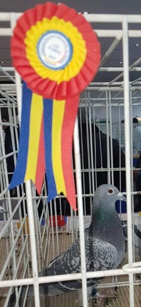  - Nedea Emil Pitesti