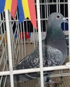  - Nedea Emil Pitesti