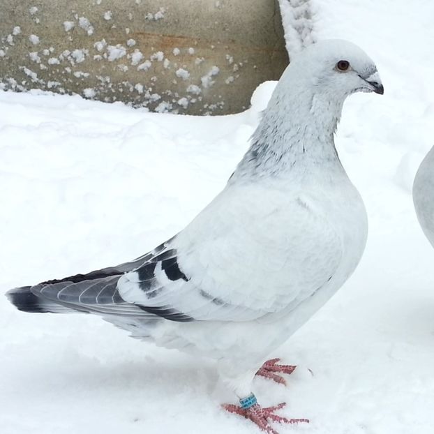 M. JRS30 ARCHIWUM - e- Młode 2018-Young 2018