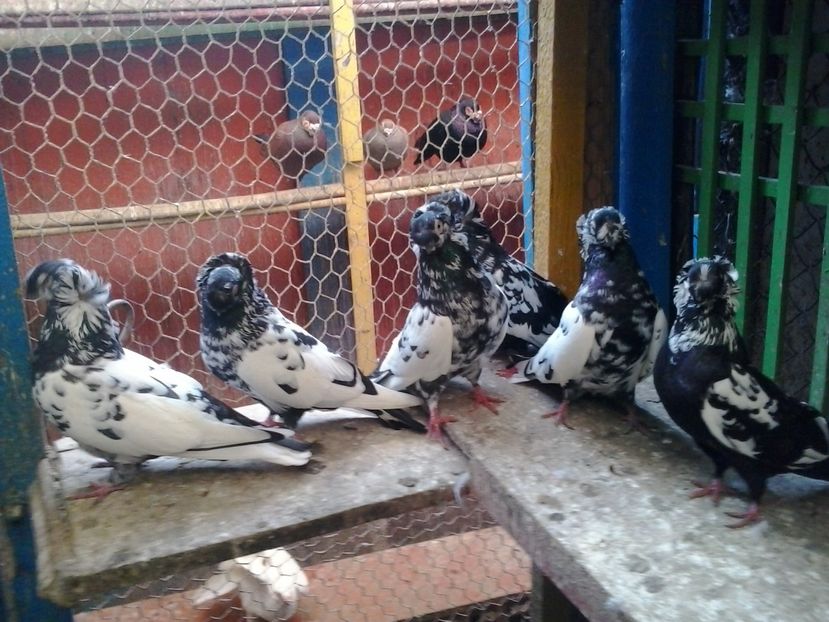 2016-11-24 14.10.48 - contact 0749250543