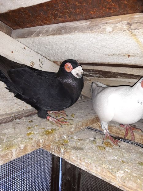 M17 - Indian german 2019