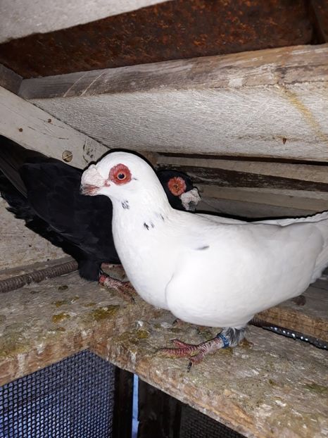 M18 - Indian german 2019