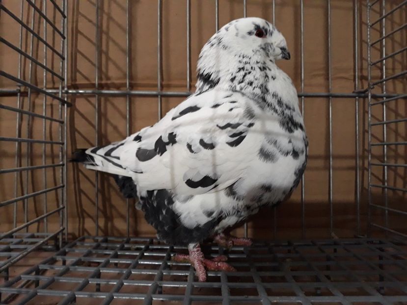 M 2018 - Porumbei Americani