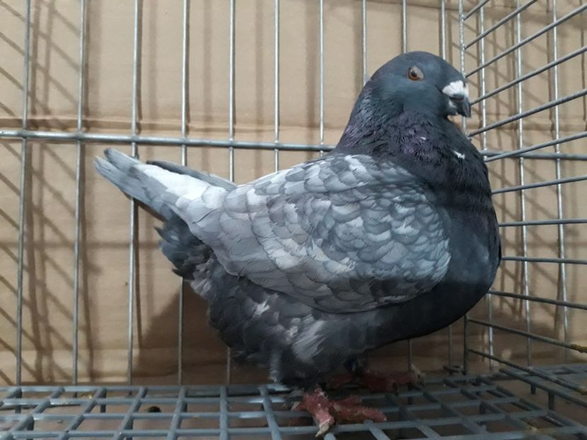 M 2018 - Porumbei Americani