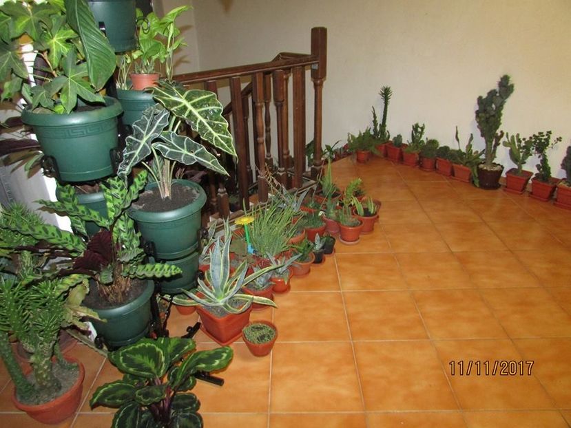  - Aranjamente - combinatii de plante-decoratiuni