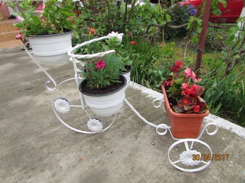  - Aranjamente - combinatii de plante-decoratiuni