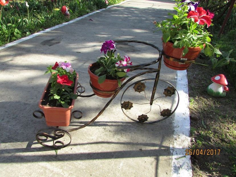  - Aranjamente - combinatii de plante-decoratiuni