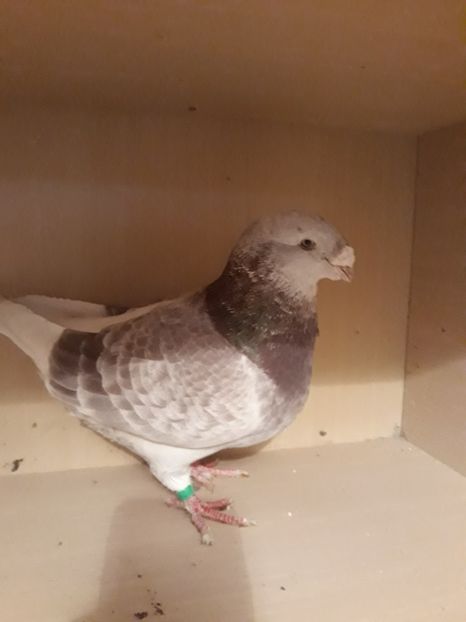  - Câțiva dintre porumbeii mei