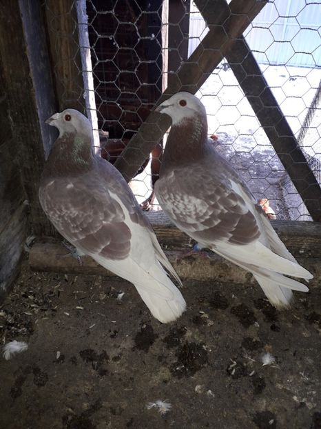  - PORUMBEI BRICOUX 2019