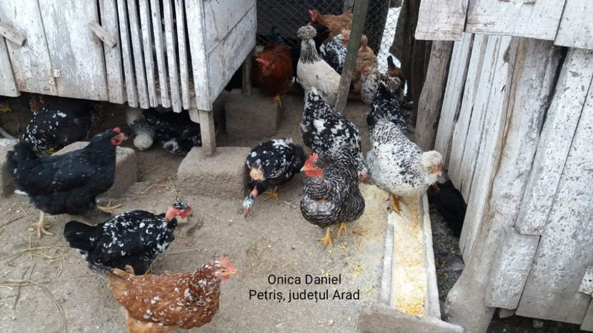  - Gaini romanesti colorate linia Onica