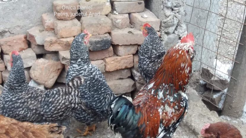  - Gaini romanesti colorate linia Onica