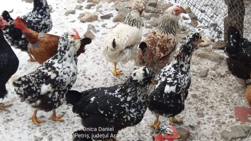  - Gaini romanesti colorate linia Onica