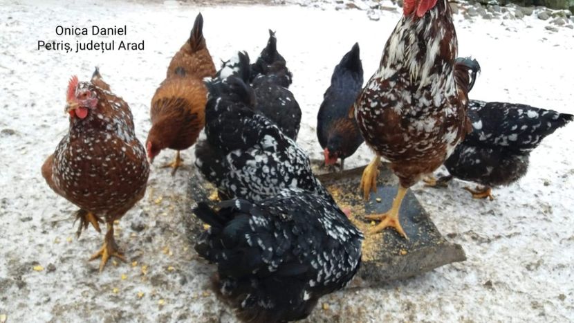  - Gaini romanesti colorate linia Onica