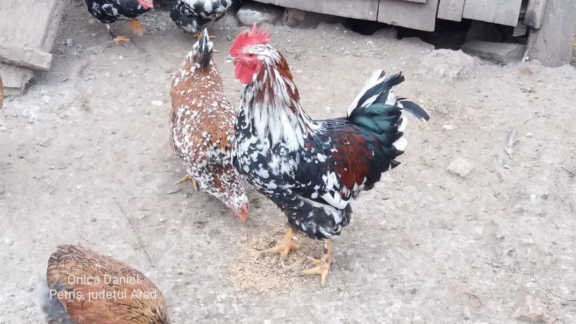  - Gaini romanesti colorate linia Onica